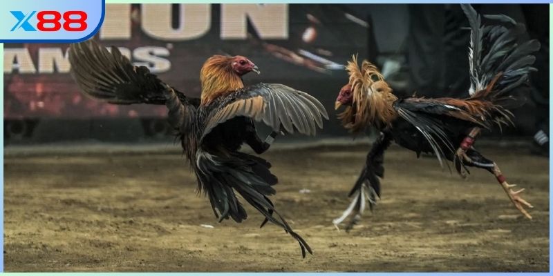 Biểu tượng vươn tầm từ bộ môn