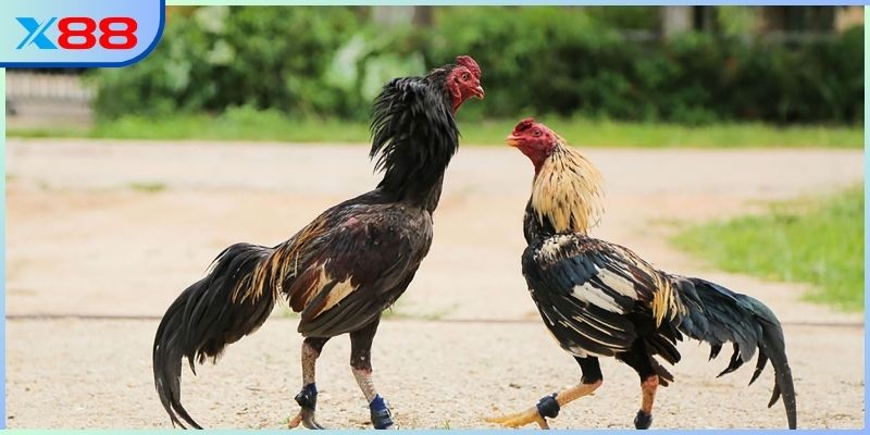 Sức hút đến từ từng trận đấu