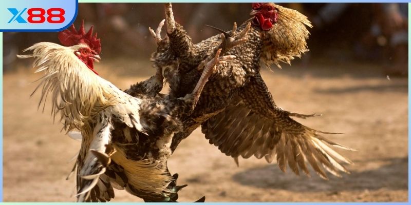 Tổng quan về bộ môn đá gà